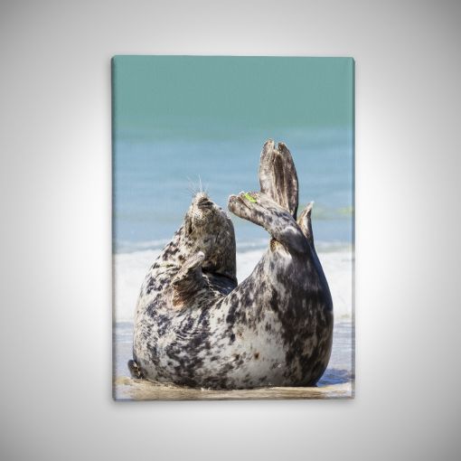 CuxPrint - Motiv: Robbe am Strand Hochformat | Leinwand Galerie Print