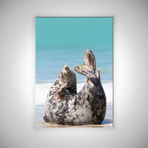 CuxPrint - Motiv: Robbe am Strand Hochformat | 3mm Alu-Dibond-Platte Galerie Print