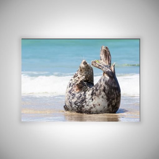 CuxPrint - Motiv: Robbe am Strand Querformat | 3mm Alu-Dibond-Platte Galerie Print