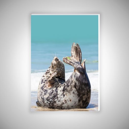 CuxPrint - Motiv: Robbe am Strand Hochformat | Hartschaum 10mm Galerie Print