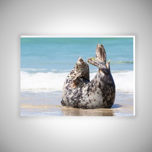 CuxPrint - Motiv: Robbe am Strand | Hartschaumplatte 10mm Galerie Print