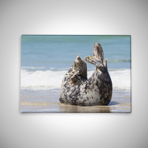 CuxPrint - Motiv: Robbe am Strand | Leinwand Galerie Print